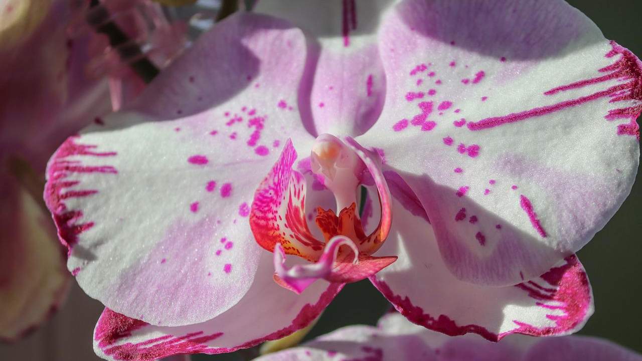 Orchidea trucchetti curarla