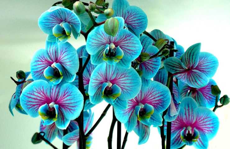 colorazione blu orchidee