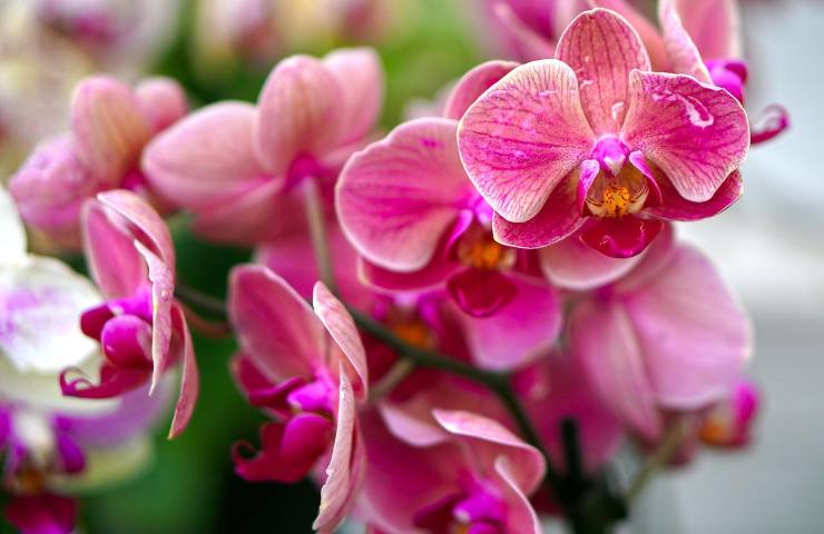 consigli coltivazione orchidee