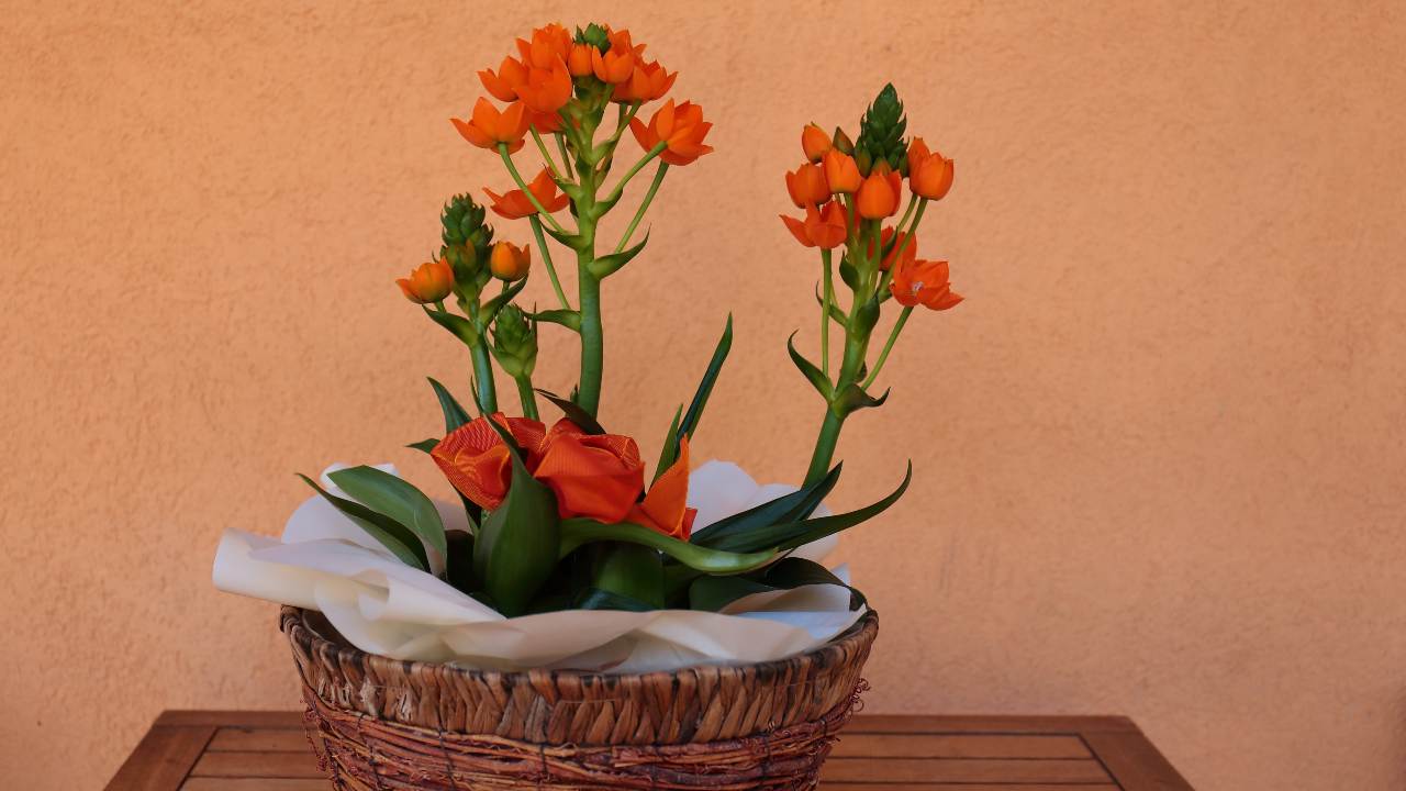 coltivazione ornitogallo pianta