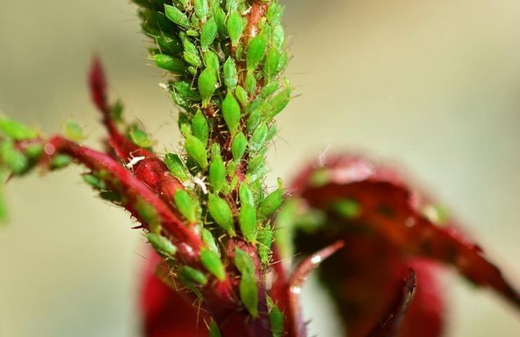 insetticida naturale fatto in casa