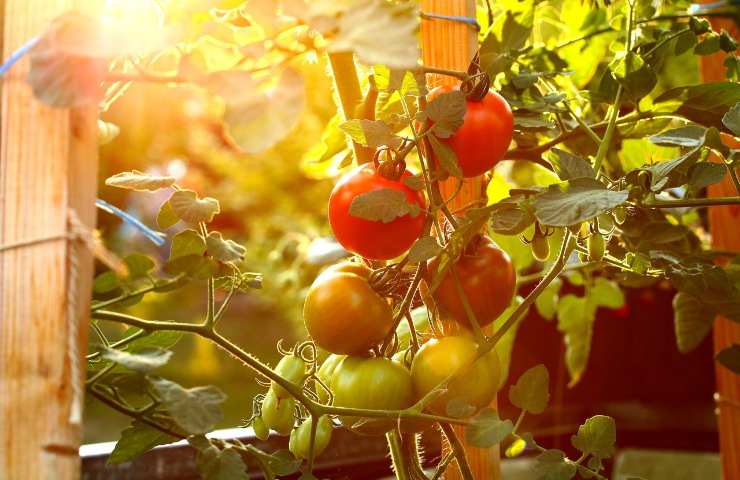 coltivare pomodori casa