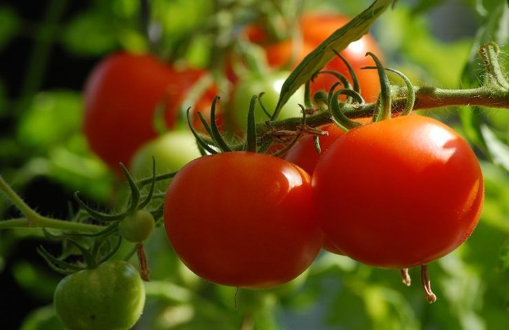 cura consigli pomodoro tuta absoluta