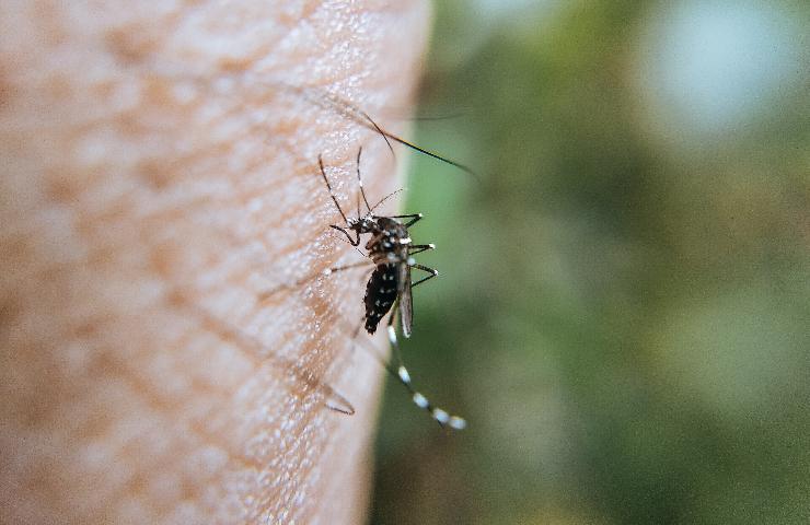 protezione zanzare