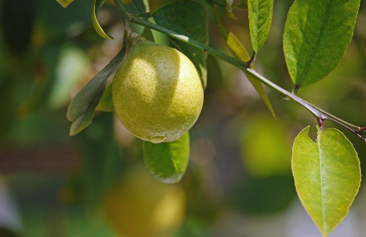 segni foglie malattie limone