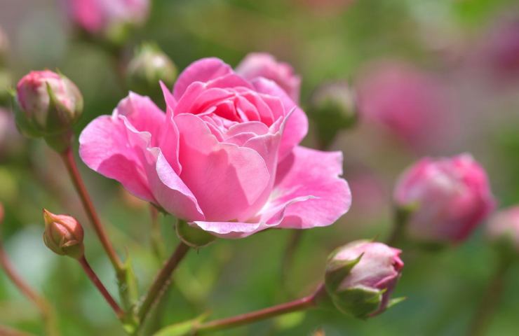 rosa consigli fioritura 