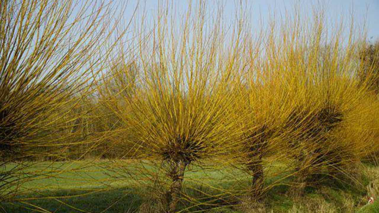 salice albero vimini curiosità