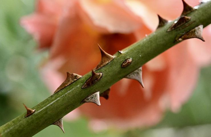 coltivazione rose spine