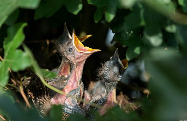 salvare nido uccelli