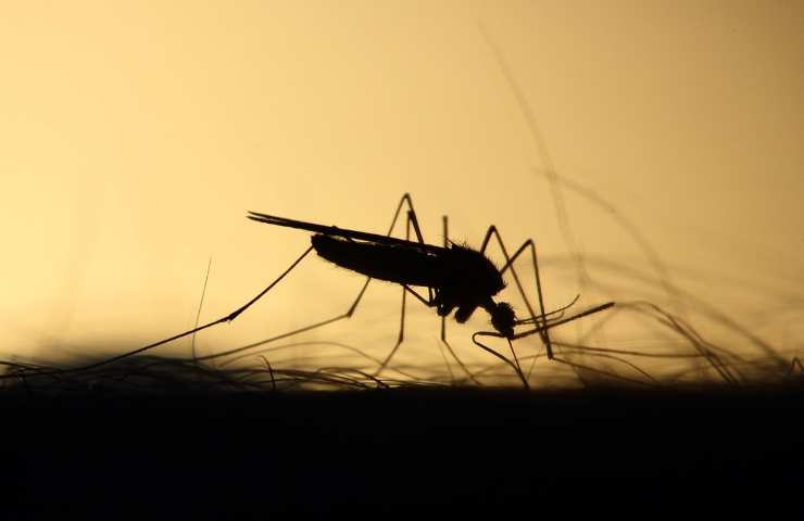 Zanzara rimedi pruriti punture 