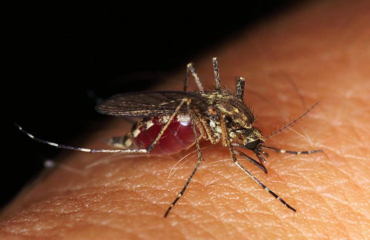 soluzioni naturali contro zanzare