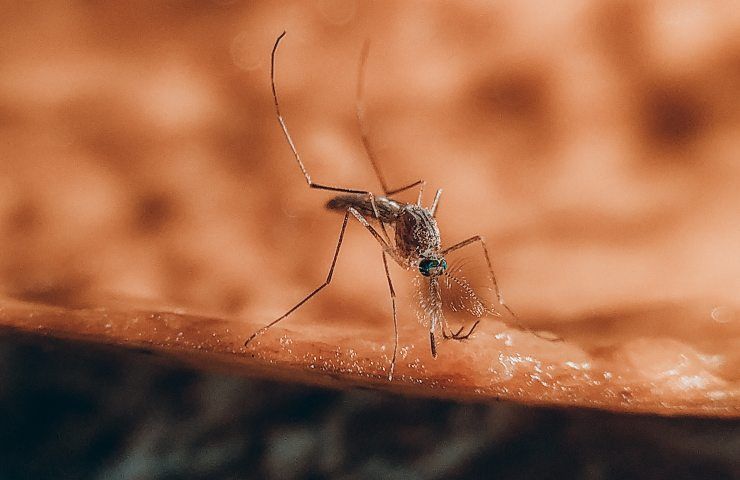 trappola zanzare