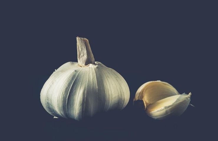 testa d'aglio insetticida naturale giardinaggio 