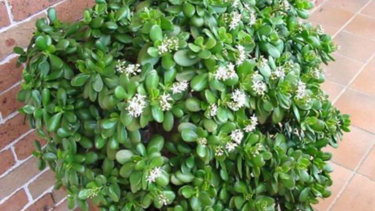 cressula ovata foglie