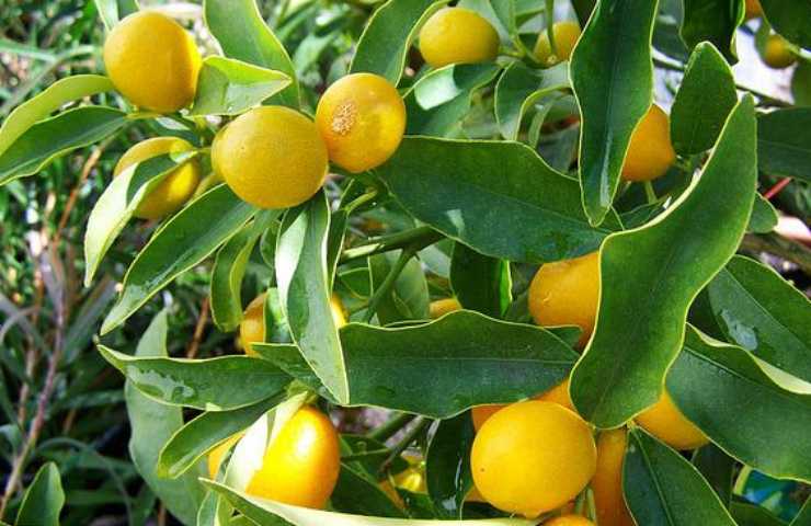 albero limone crescere trucchi