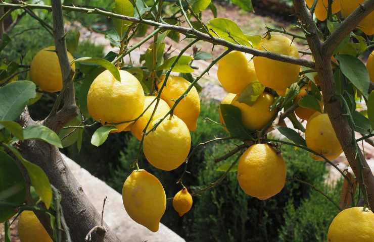 albero limoni potatura 