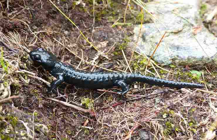 alpina salamandra 