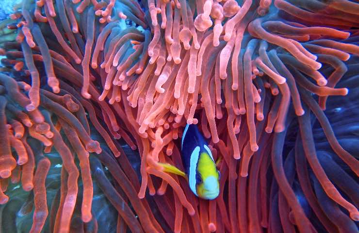 anemone barriera corallina danni