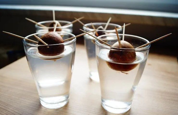 bicchieri acqua avocado coltivazione