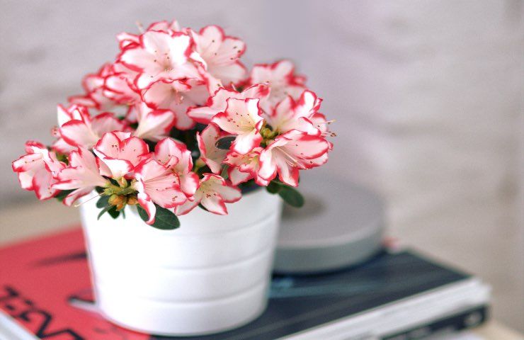 azalea bianca rosa vaso consigli