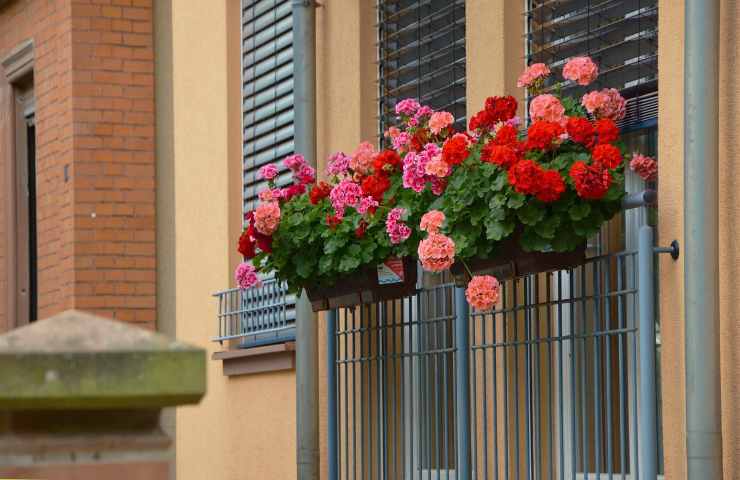 balcone fiori perenni terrazzo lista pianta