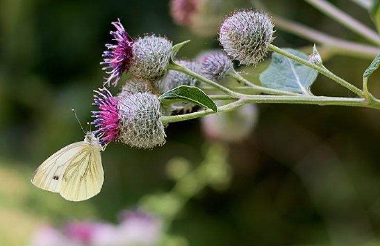 fiori bardana proprietà