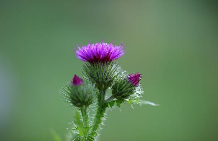 bardana fucsia benefici