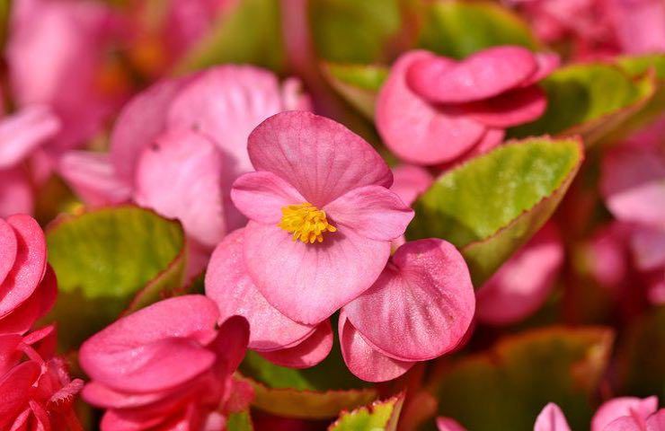 fiore begonia rosa varietà