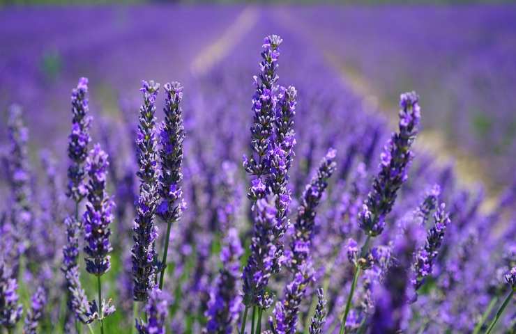 campo lavanda coltivazione casa 