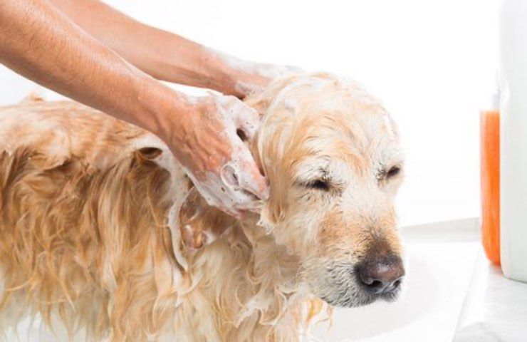 cane sapone lavaggio