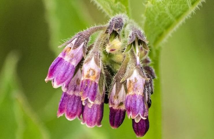 consolida maggiore pianta officinale benefici