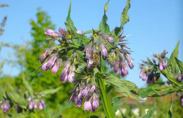 consolida maggiore pianta officinale benefici controindicazioni