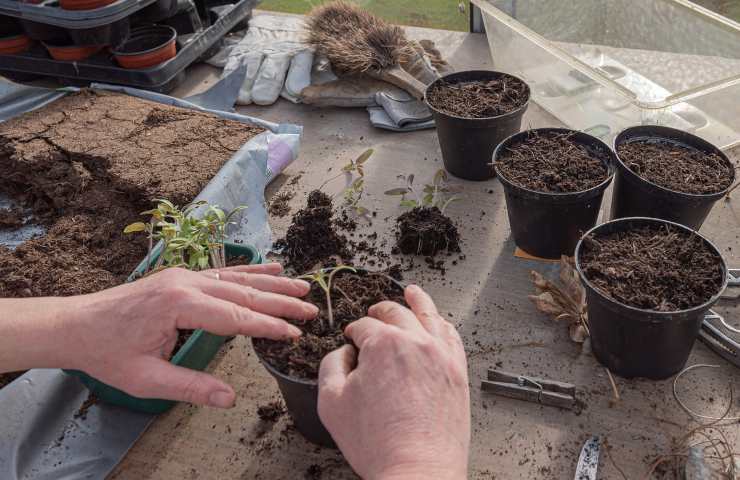 spugna cucina per giardinaggio 