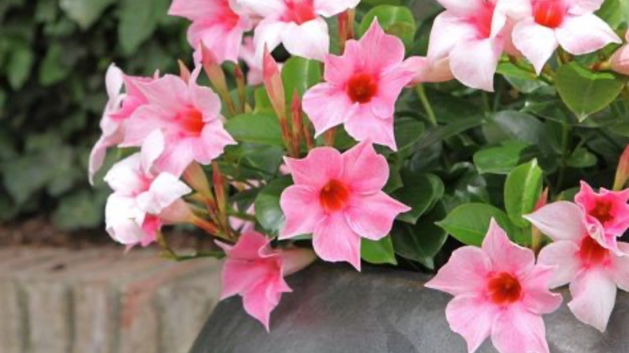 dipladenia fiorita coltivazione