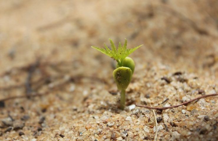 fertilizzanti fai da te sbriciolato come usarlo