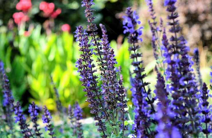 fiori lavanda coltivazione proprietà 