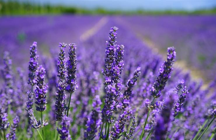 fiore lavanda profumazione