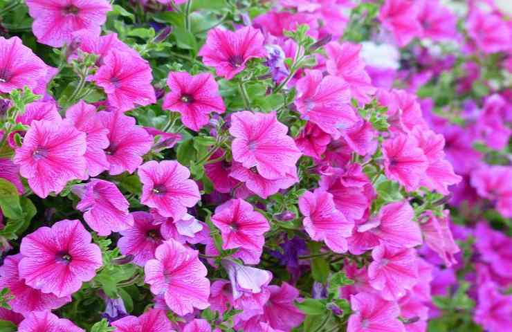 fioritura petunia 