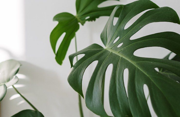 foglia monstera produzione buchi