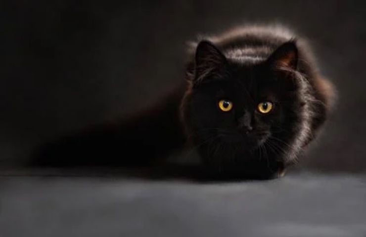 gatto nero casa pulita