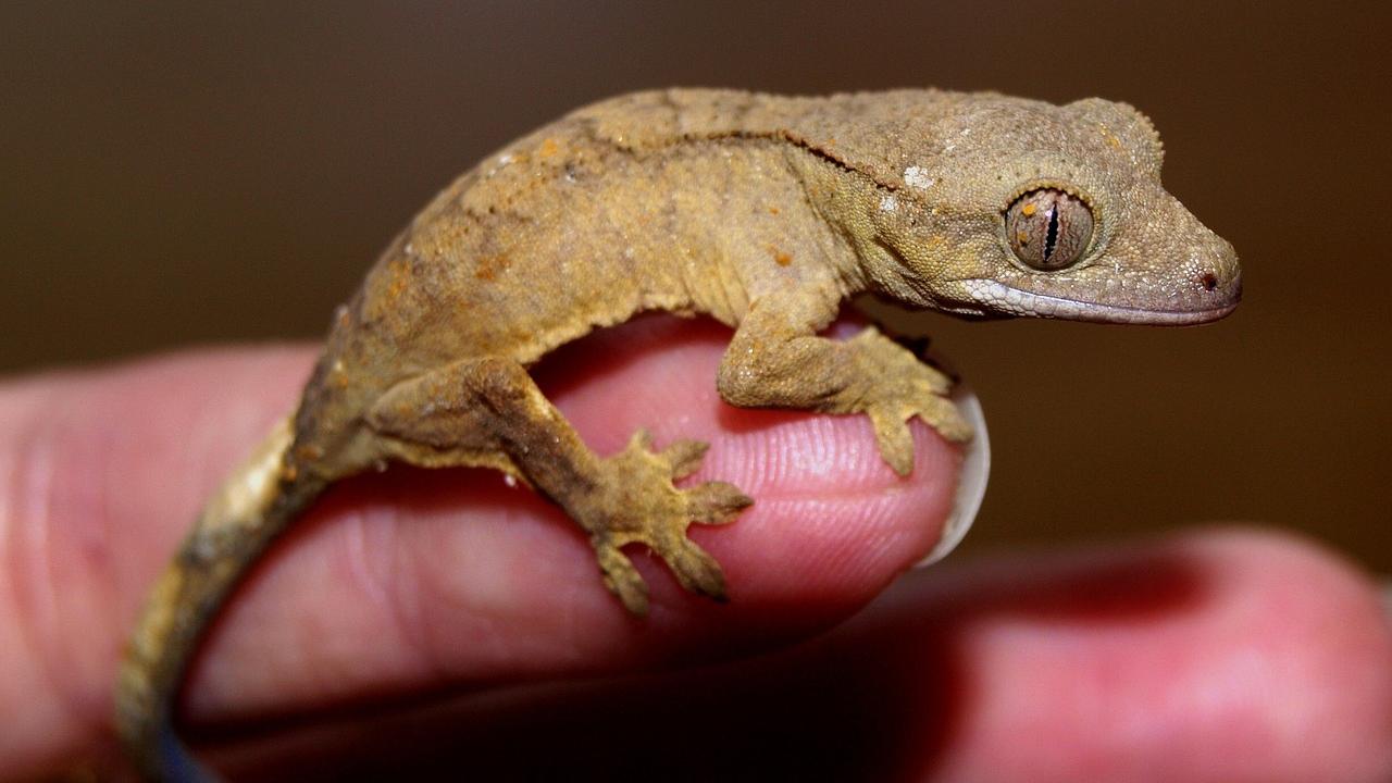 gechi casa rimedi allontanarli