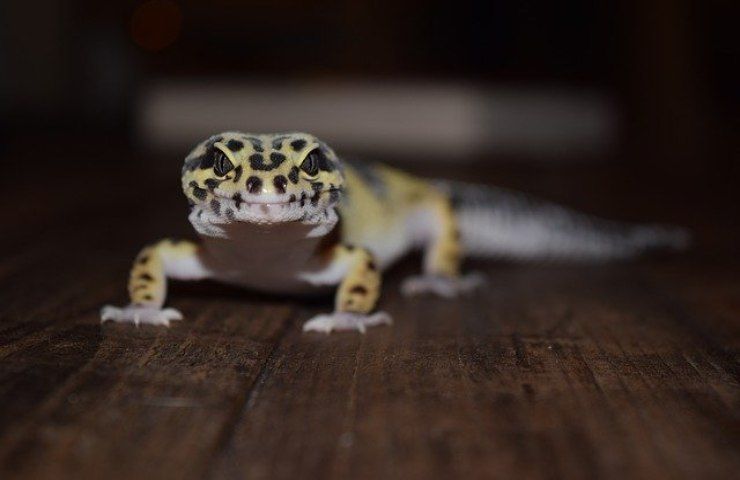 geco casa rimedi naturali
