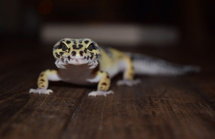 geco casa rimedi naturali 