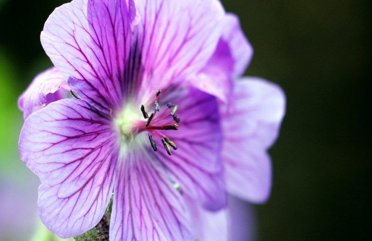 Geranio moltiplicare petali