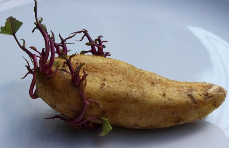 patate germogli 