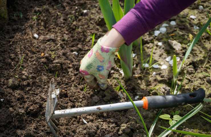 Erbacce rimuovere giardino