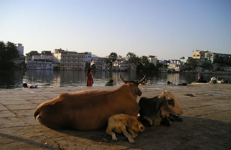 India clima animali