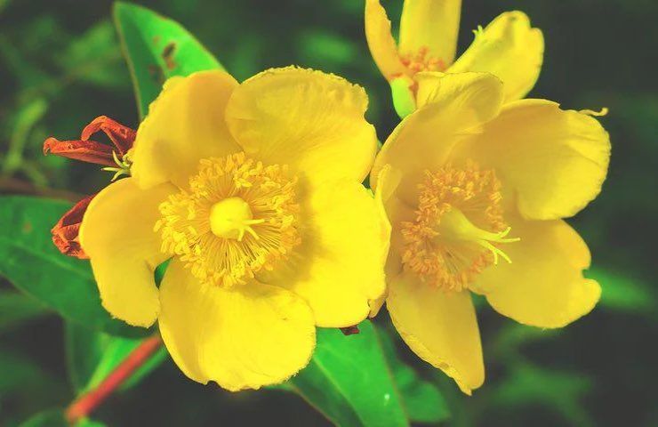 fiori gialli iperico olio
