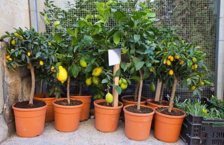 vaso limone pianta coltivazione