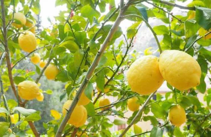 frutti limone coltivazione